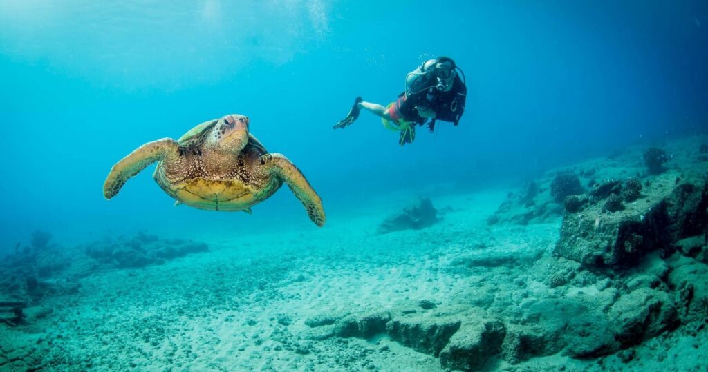 Swim with Turtles in Hawaii