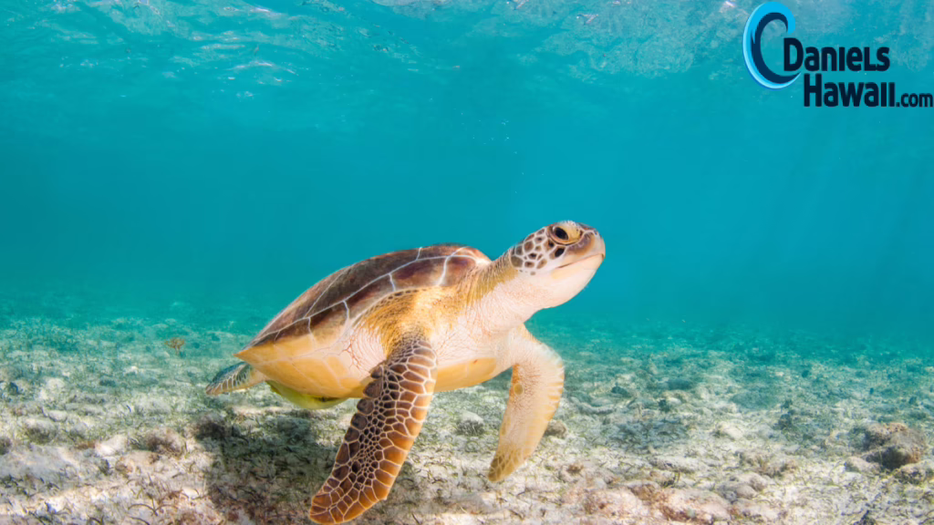 Sea turtle swimming in blue water