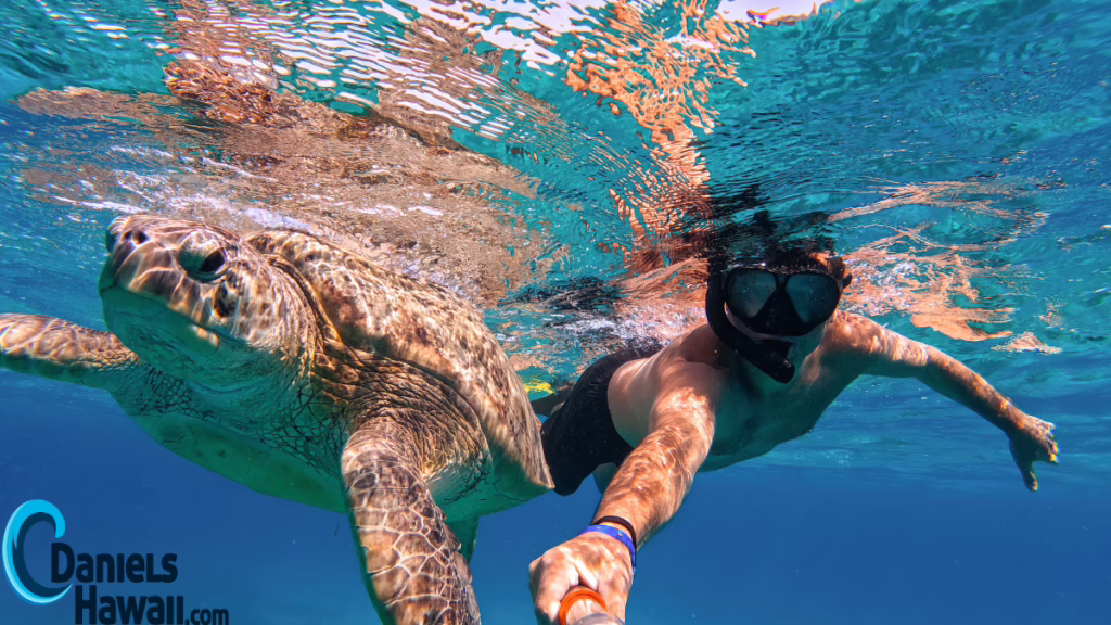 What to Expect on a Turtle Snorkeling Tour