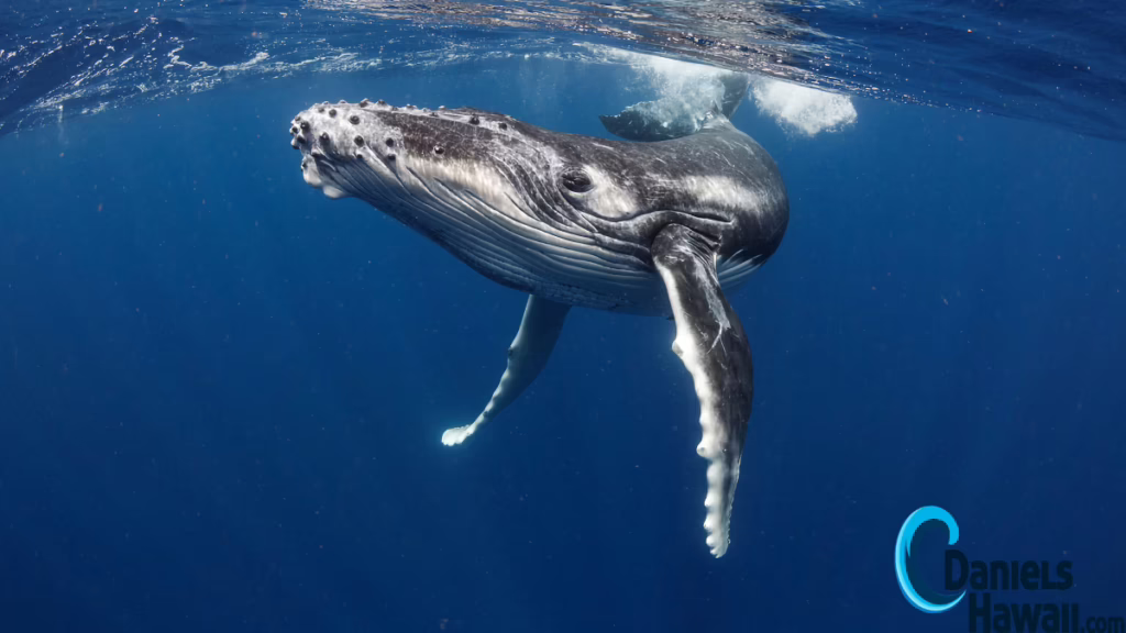 Best Whale Watching Tours in Oahu
